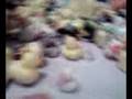 videos de Duck Wedding 2