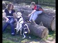 Amber - Our 14 week old Yellow Labrador Puppy. Amber - Our 14 week old Yellow Labrador Puppy.