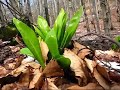 ?ierna skala - Mal� Karpaty