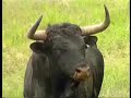 Taurus proyect