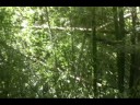 Cascada Dona Juana puesta del Sol Cayey/PR waterfall Sunset Cascada Dona Juana puesta del Sol Cayey/PR waterfall Sunset