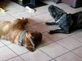 videos de Brownie & Caramel