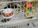 hoppy the cricket killer