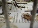 hoppy the cricket killer