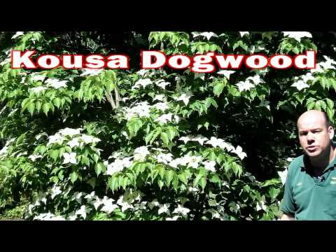 how to fertilize kousa dogwood