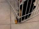 Tres trying to get the food under the gate 3 Tres trying to get the food under the gate 3