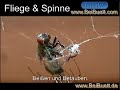 Fliege und Spinne - ZEN Zusehen Endspannen Nachdenken.