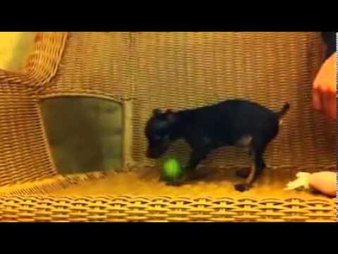 TINY MIN PIN!-w