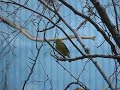 At The Aviary (13)