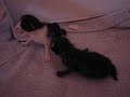 Piccoli aquilotti