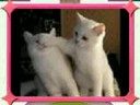 kittens!