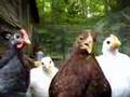 Bantam Chicks
