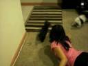 puppies playing.mov