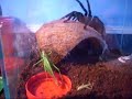 Lasiodora Parahybana Vs. Szara?cza Lasiodora Parahybana Vs. Szara?cza