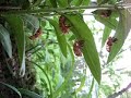 17 Year Cicada May 2007