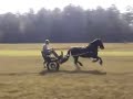 The Happy Harness Horse (Friesian mare Dahlia ster) The Happy Harness Horse (Friesian mare Dahlia ster)