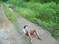 rolling in the mud !