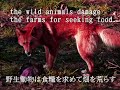A fiction of environmental protection ：偽りの環境保護