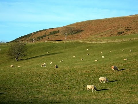 how to fertilize winter rye