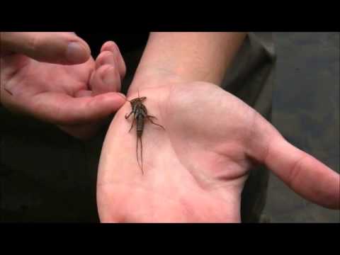 how to collect aquatic macroinvertebrates
