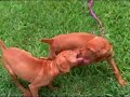10-week-old Vizsla puppies Lucy & Lexi  reunite