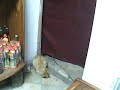 EL GATO COME RATA