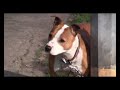 Della the talking terrier is East Yorkshire's answer to the ultimate dog tease