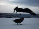 Skuas fighting