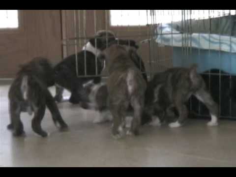 Boxerpuppies Youtube on Old Boxer Puppies Having A Fun Time Romping In The House The Puppies
