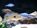 scianochromis fryeri 