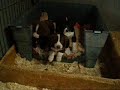 vitoria viscaia lekeito        aus berga   vermittelt!!!