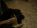 vitoria viscaia lekeito        aus berga   vermittelt!!!