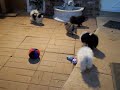 Pomeranians Angel Touch Pomeranians Angel Touch