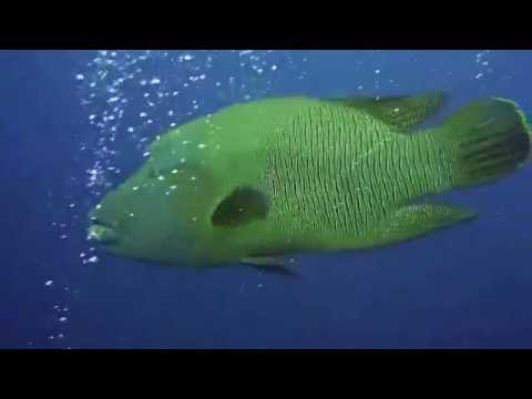 Napoleon Wrasse ?? @ Maldives
