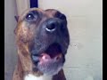 Pit bull lloron