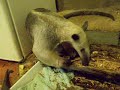 Anteater log