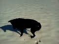 Click here to watch this video 20Feb12 Shayna in the snow.mp4