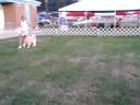 English Setter