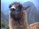 Mama & the Llamas