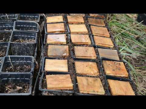 how to grow ginseng plant