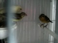 green singer vs canary