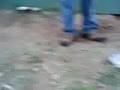 Alaskan Malamute video
