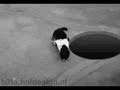 Manhole Cat Manhole Cat
