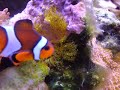 (Nemo) Clownfish Spawning