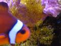 Clownfish