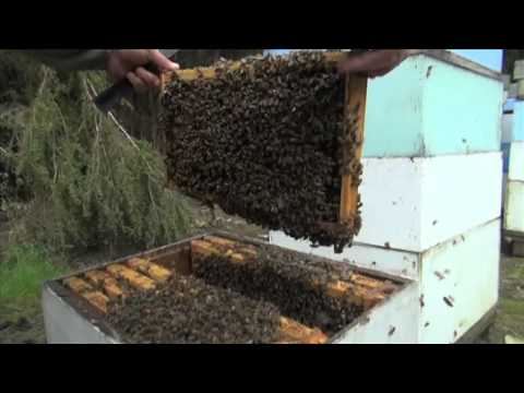 Manuka Honey - Australian Women's Weekly Finalist!