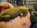 Orange and Red Spotted Crested Geckos