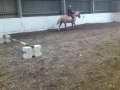 Click here to watch this video Jumping our record height, 3ft :)