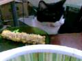 Candela comiendo choclo