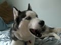 Kaiser Howling